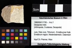 Foto (Objket + Etiketten) von Galatheoidea indet. 